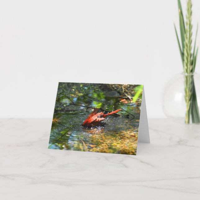 Bath Time in Red (Cardinal #1) - Blank Note Card (Front)