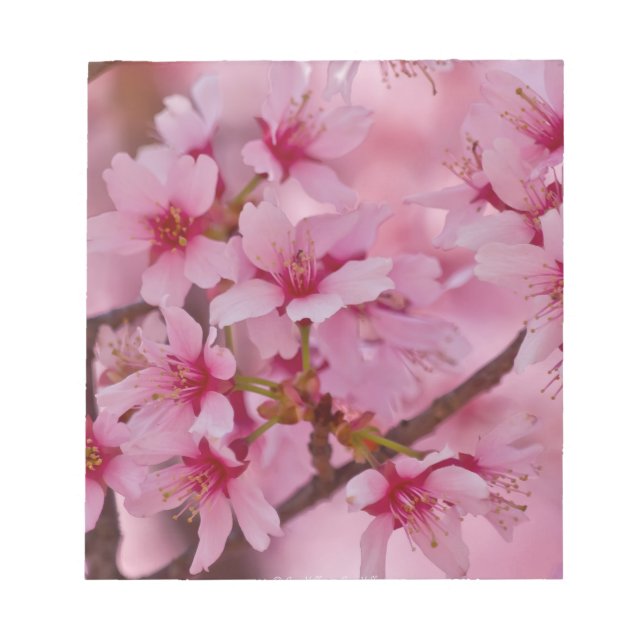 Bathed in Pink Japanese Cherry Blossoms Notepad (Front)
