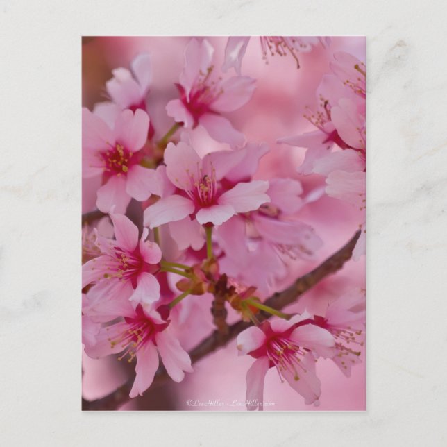 Bathed in Pink Japanese Cherry Blossoms Postcard (Front)
