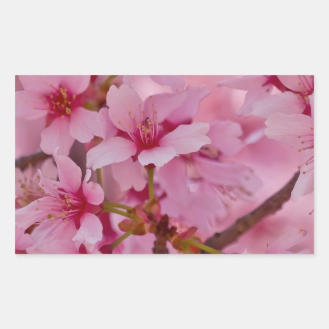 Bathed in Pink Japanese Cherry Blossoms Rectangular Sticker (Front)