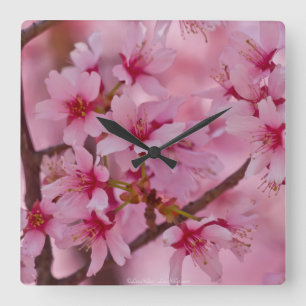 Bathed in Pink Japanese Cherry Blossoms Square Wall Clock