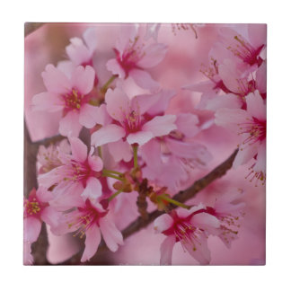 Bathed in Pink Japanese Cherry Blossoms Tile