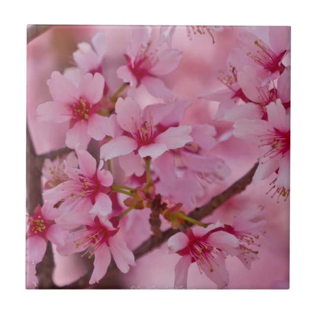 Bathed in Pink Japanese Cherry Blossoms Tile (Front)