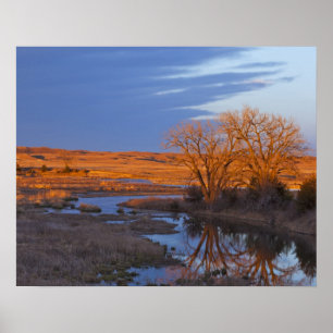 Bathed in sunset light the Calamus River Poster
