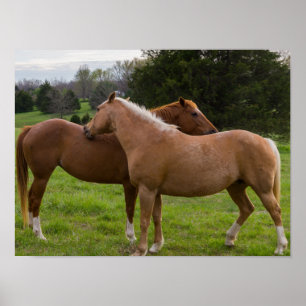 Bathing Beauties Poster