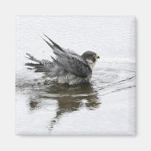 Bathing Beauty Magnet