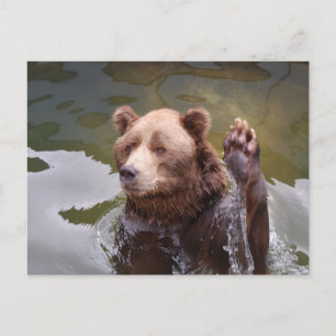 Bathing Brown Bear Postcard