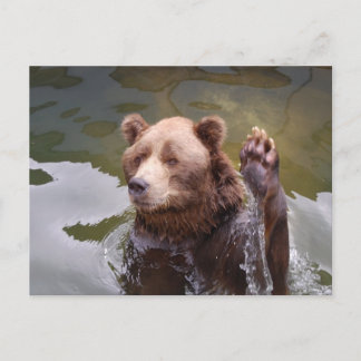 Bathing Brown Bear Postcard