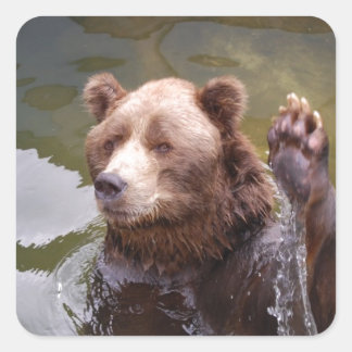 Bathing Brown Bear  Stickers