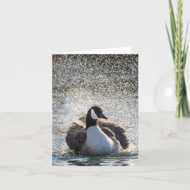 Bathing Goose Nature Photo Card (Front)