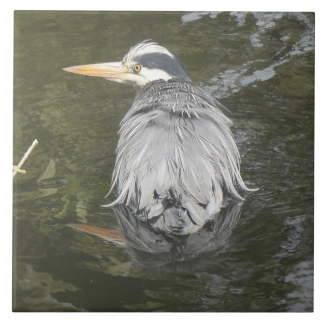 Bathing Grey Heron Ceramic Tile (Front)