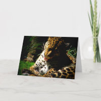 Bathing Leopard