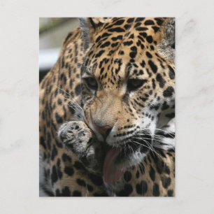 Bathing Leopard Postcard