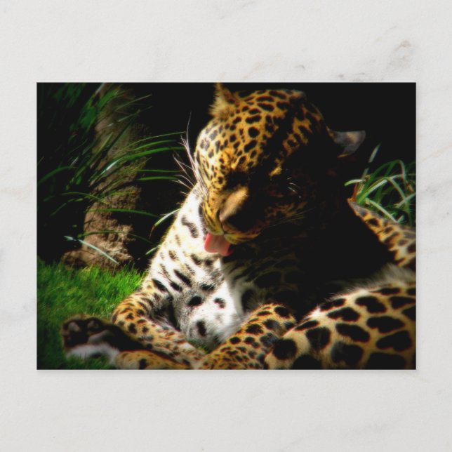 Bathing Leopard Postcard (Front)