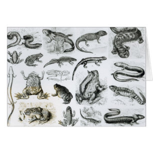 Batrachians and other Amphibia