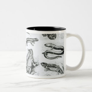 Batrachians and other Amphibia Two-Tone Coffee Mug