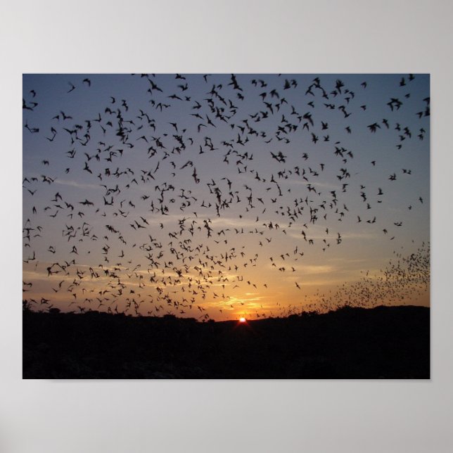 Bats on the Wing at Carlsbad Caverns Poster (Front)