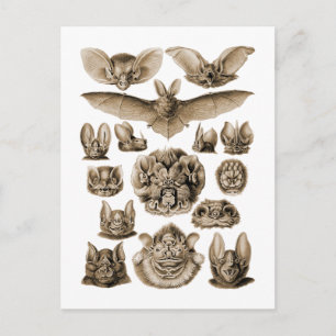 Bats Postcard