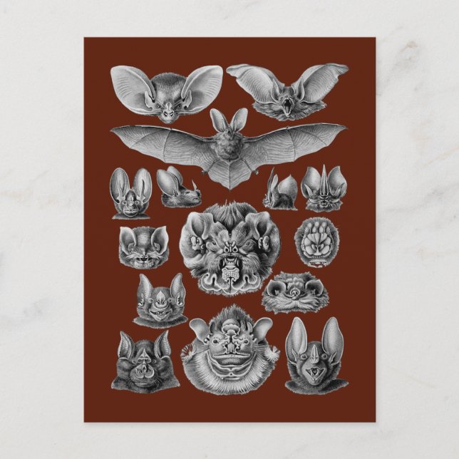 Bats Postcard (Front)