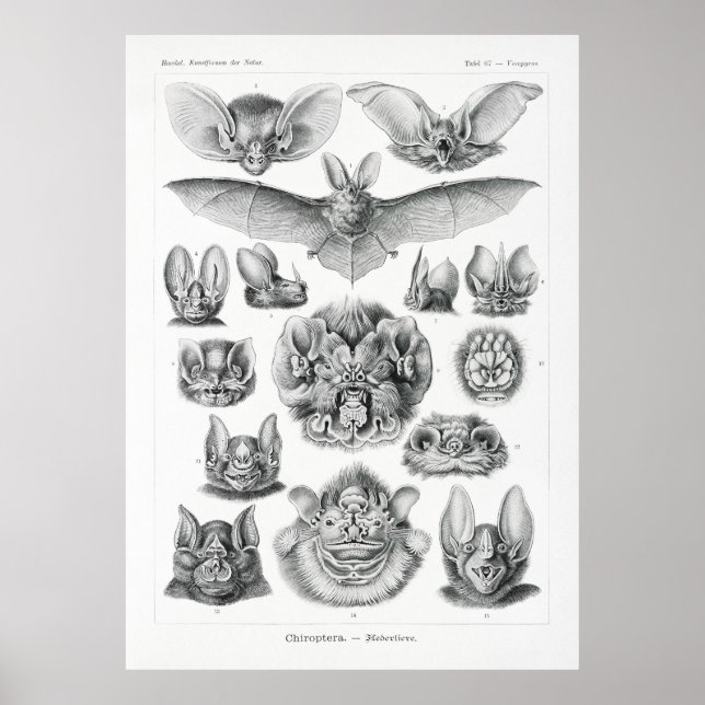 Bats Poster (Front)