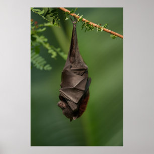 Bat's Tranquil Nap - A Close Look on a Green Bokeh Poster