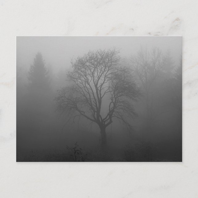 Baum im Nebel Postcard (Front)