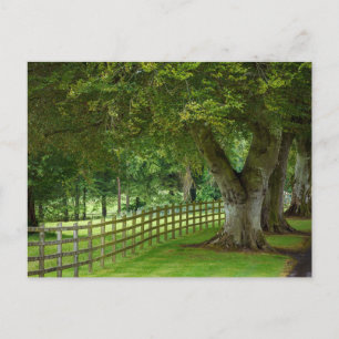 Baumallee in Irland Postkarte Postcard