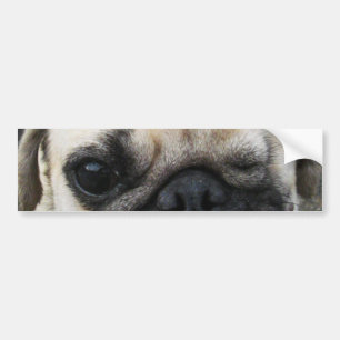 Bauwk ... Pug Dog ... かわいい 子犬 Bumper Sticker