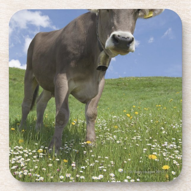 bavarian cow coaster (Front)