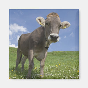 bavarian cow magnet