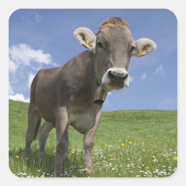 bavarian cow square sticker (Front)