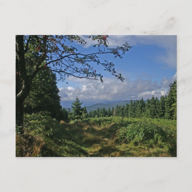 Bavarian Forest Postcard (Front)