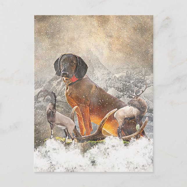 Bavarian Mountain Hound,  Art    Postcard (Front)