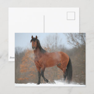 Bay Andalucian Stallion Standing In Snow Postcard