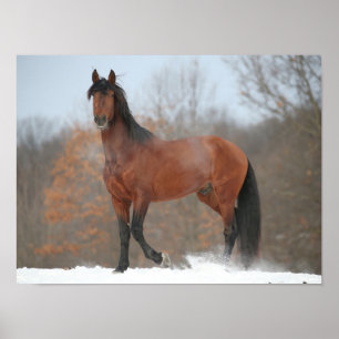 Bay Andalucian Stallion Standing In Snow Poster