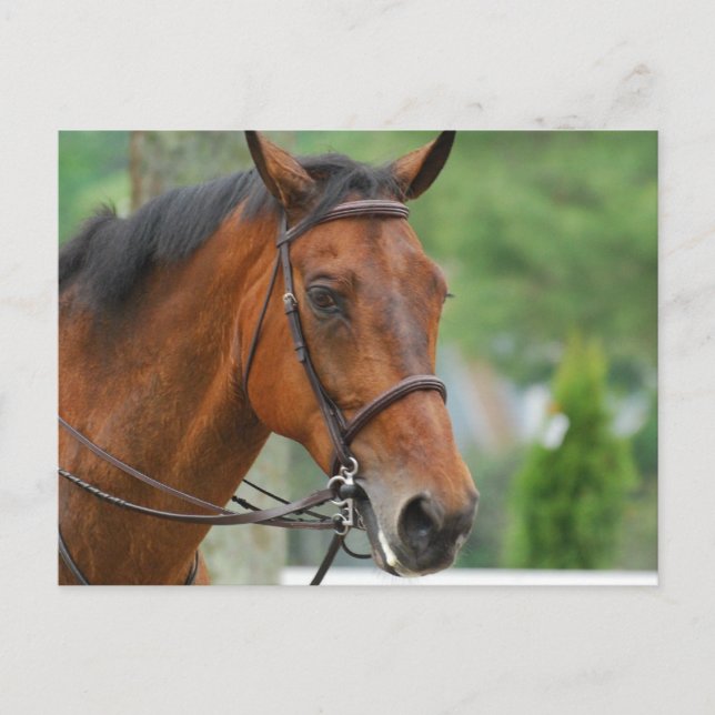 Bay Arab Horse Postcard (Front)