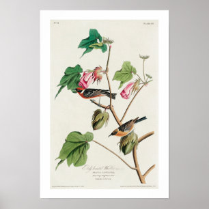 Bay-breasted Warbler by Audubon Poster