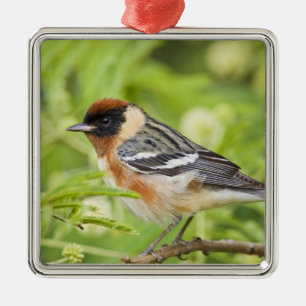 Bay-breasted Warbler (Dendroica castanea) adult Metal Tree Decoration