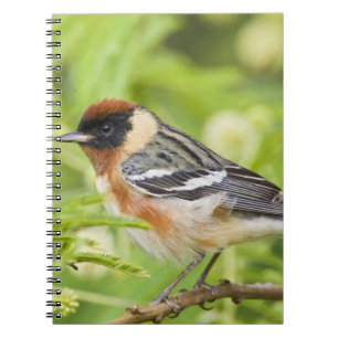 Bay-breasted Warbler (Dendroica castanea) adult Notebook