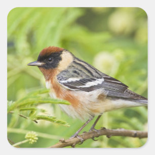 Bay-breasted Warbler (Dendroica castanea) adult Square Sticker