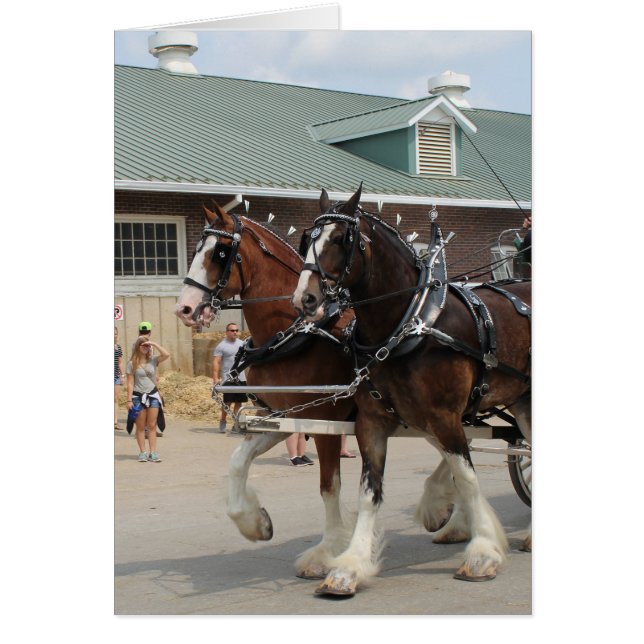 Bay Draught Horses at a State Fair (Front)