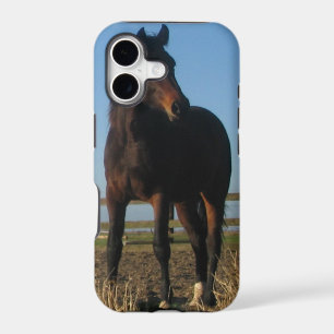 Bay Horse