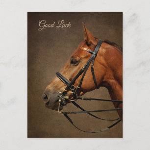 Bay Horse And Bridle Good Luck Postcard