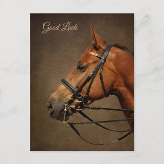 Bay Horse And Bridle Good Luck Postcard