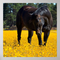 Bay Horse in a Field of Yellow Flowers