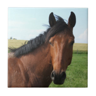 Bay Horse in Pasture Tile