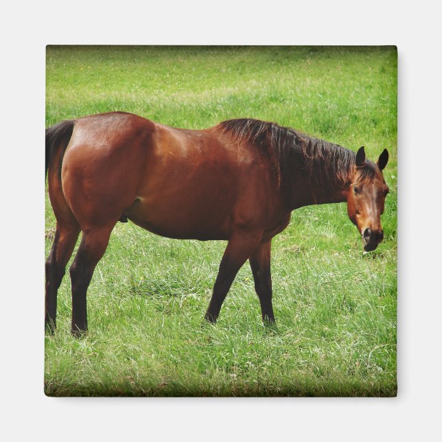 Bay Horse Magnet (Front)