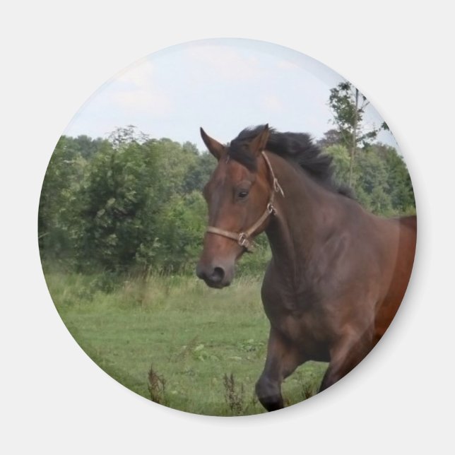 Bay Horse Magnet (Front)