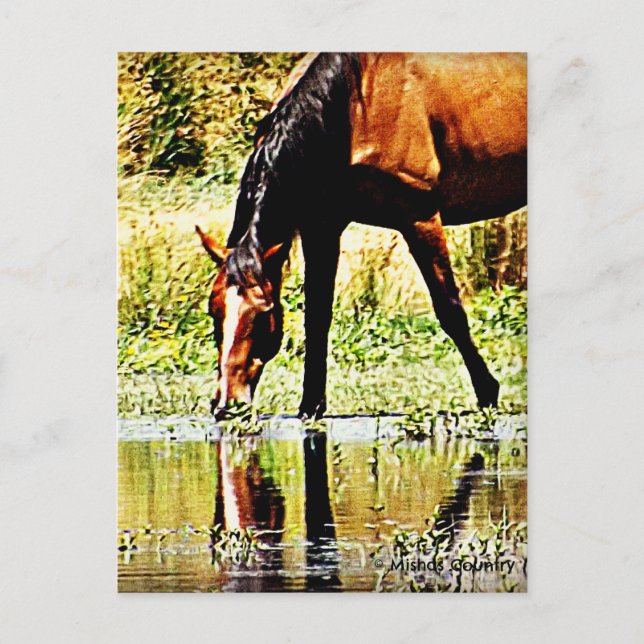 Bay Horse "Reflections" Postcard (Front)