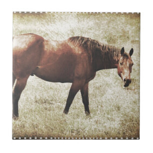 Bay Horse Tile